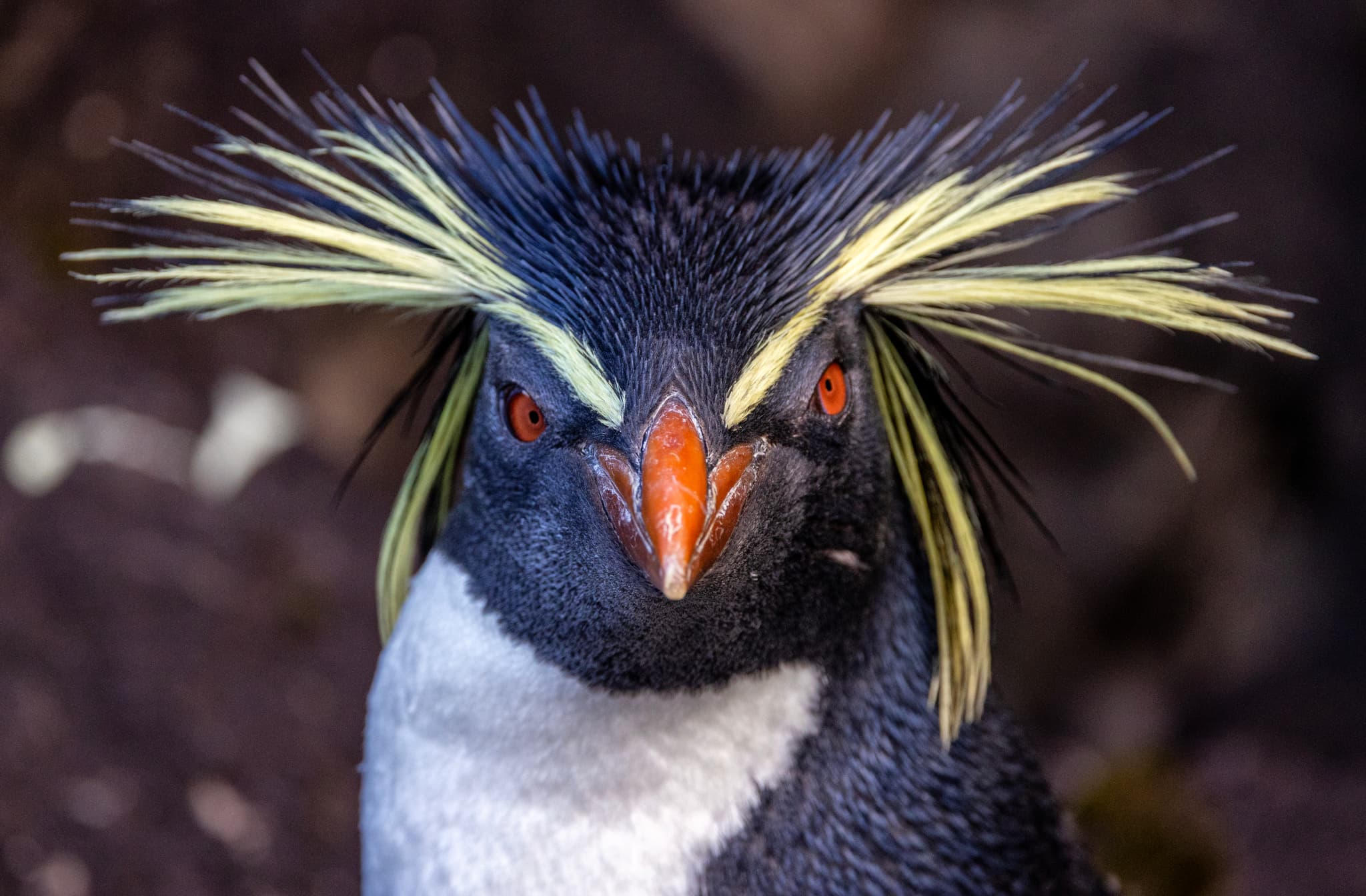 Penguins